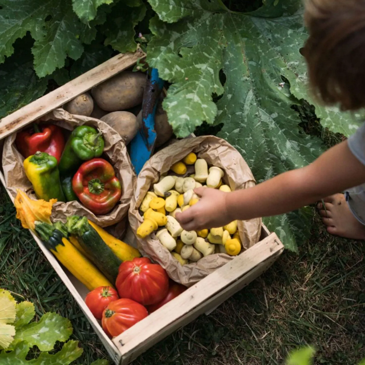 Grapat Mandala (Tulips)
