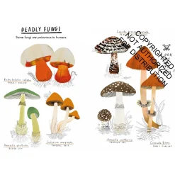 Hello Fungi: A Little Guide to Nature | Hardcover