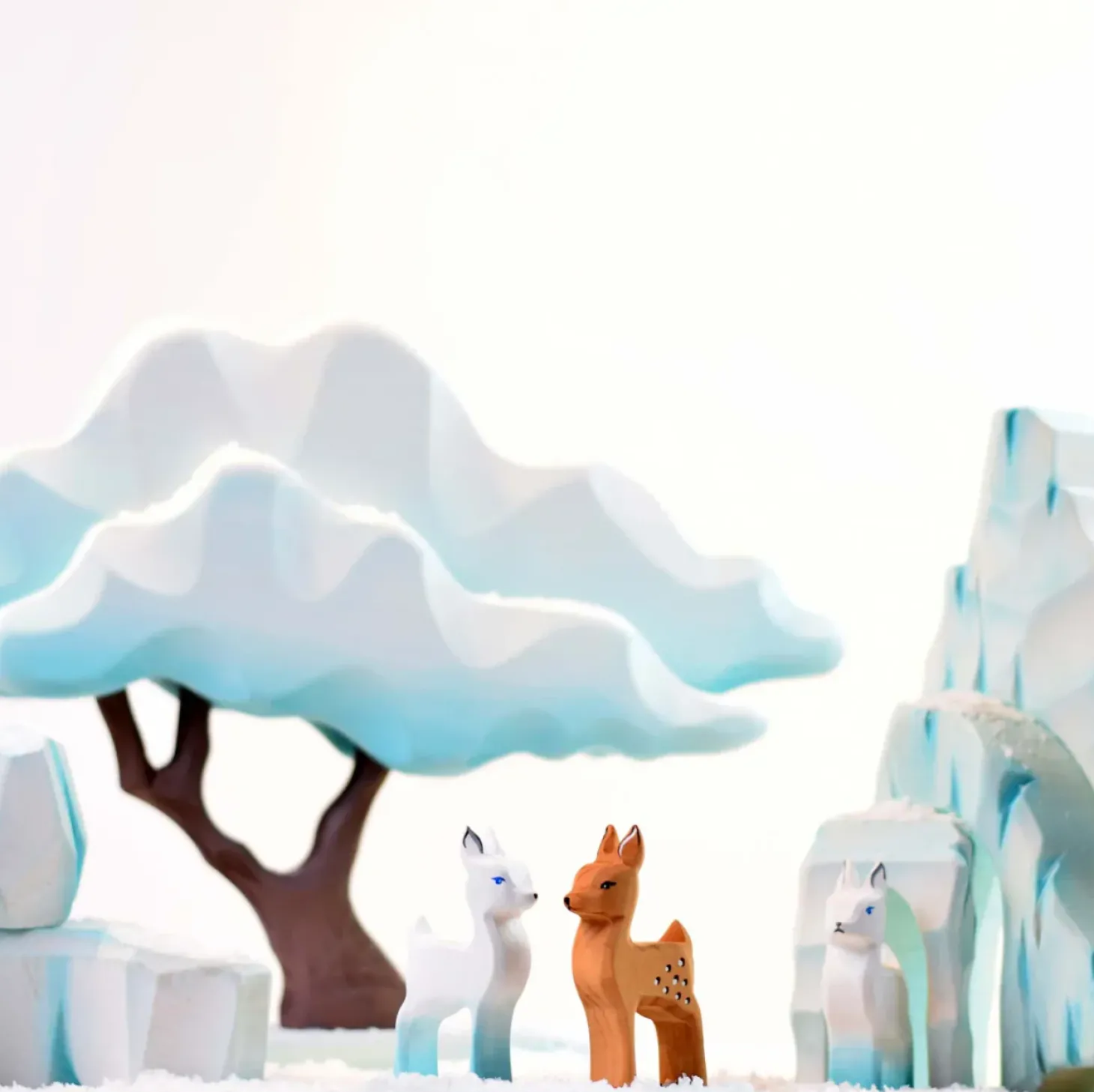 Japanese Winter Maple (Blue)