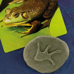 Let's Investigate Footprints Sensory Stones (Woodland)