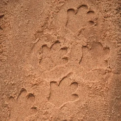Let's Investigate Footprints Sensory Stones (Safari)