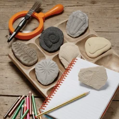 Let's Investigate Sensory Stones (Fossils)
