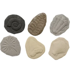 Let's Investigate Sensory Stones (Fossils)