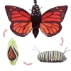 Monarch Butterfly Life Cycle Hand Puppet