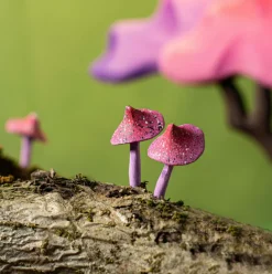 Wooden Magic Mushrooms