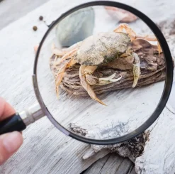Children's Magnifying Glass