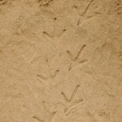 Let's Investigate Footprints Sensory Stones (Farmyard)