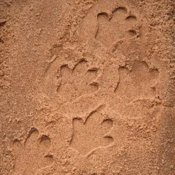 Let's Investigate Footprints Sensory Stones (Safari)