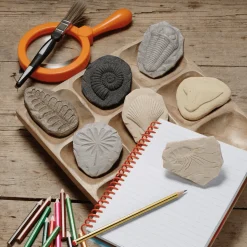Let's Investigate Sensory Stones (Fossils)