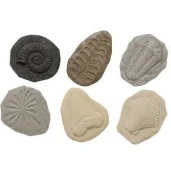 Let's Investigate Sensory Stones (Fossils)