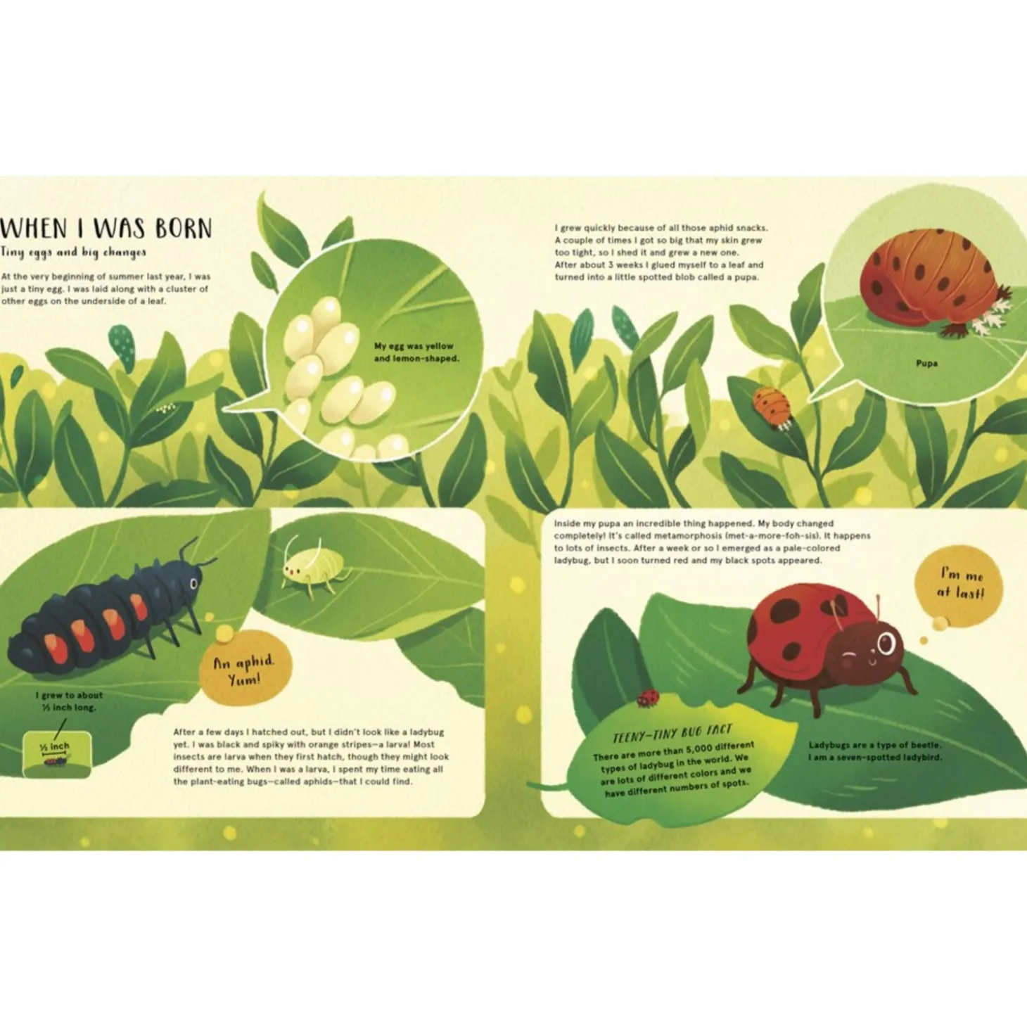 The Secret Life Of Bugs | Hardcover
